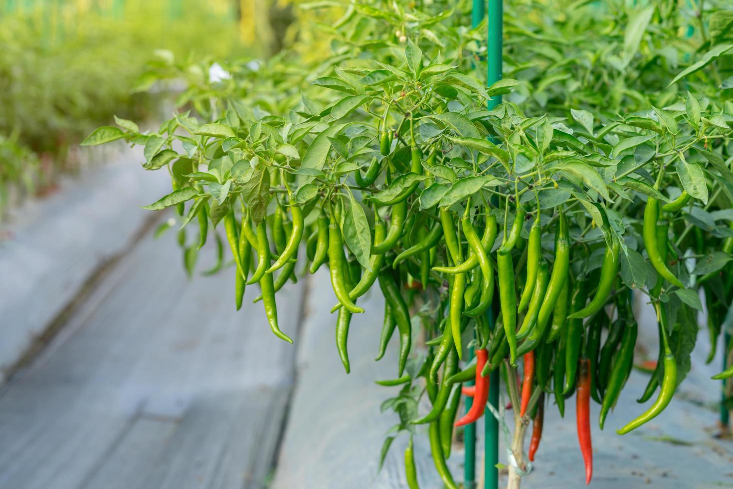 Green chili pepper plant on field agriculture in garden. photo