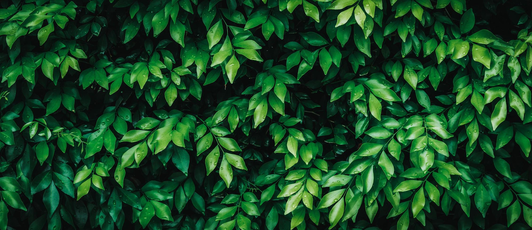 verde hojas con agua soltar para natural antecedentes. foto