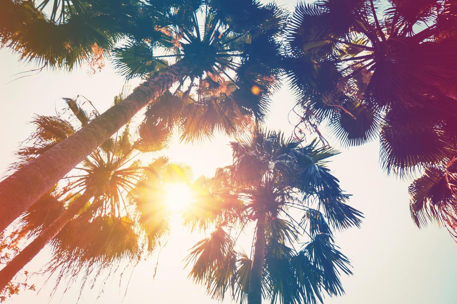 Coco palma árbol en playa y luz de sol con Clásico tonificado efecto. foto