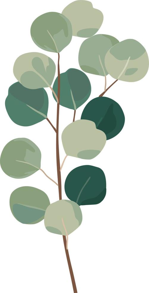 Eucalyptus green leaves branches vector