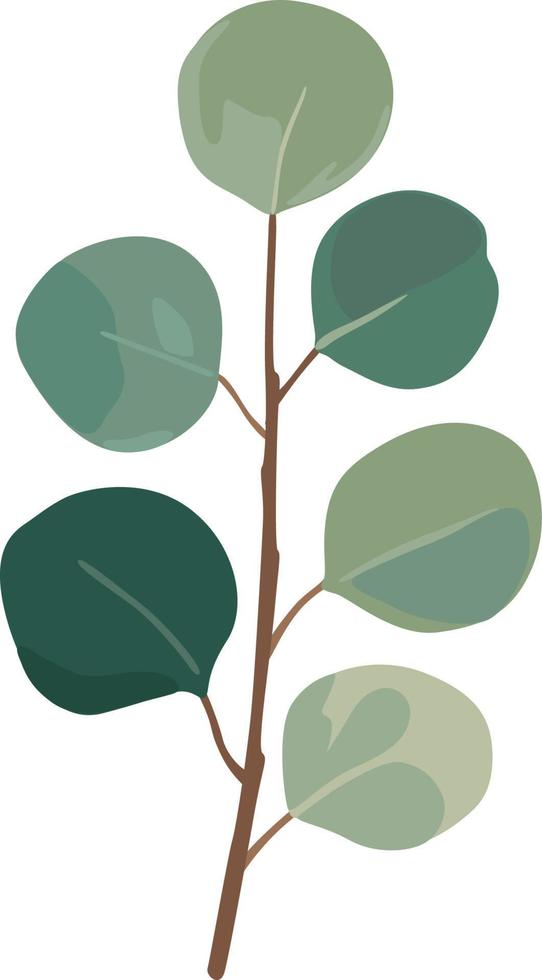 Eucalyptus green leaves branches vector