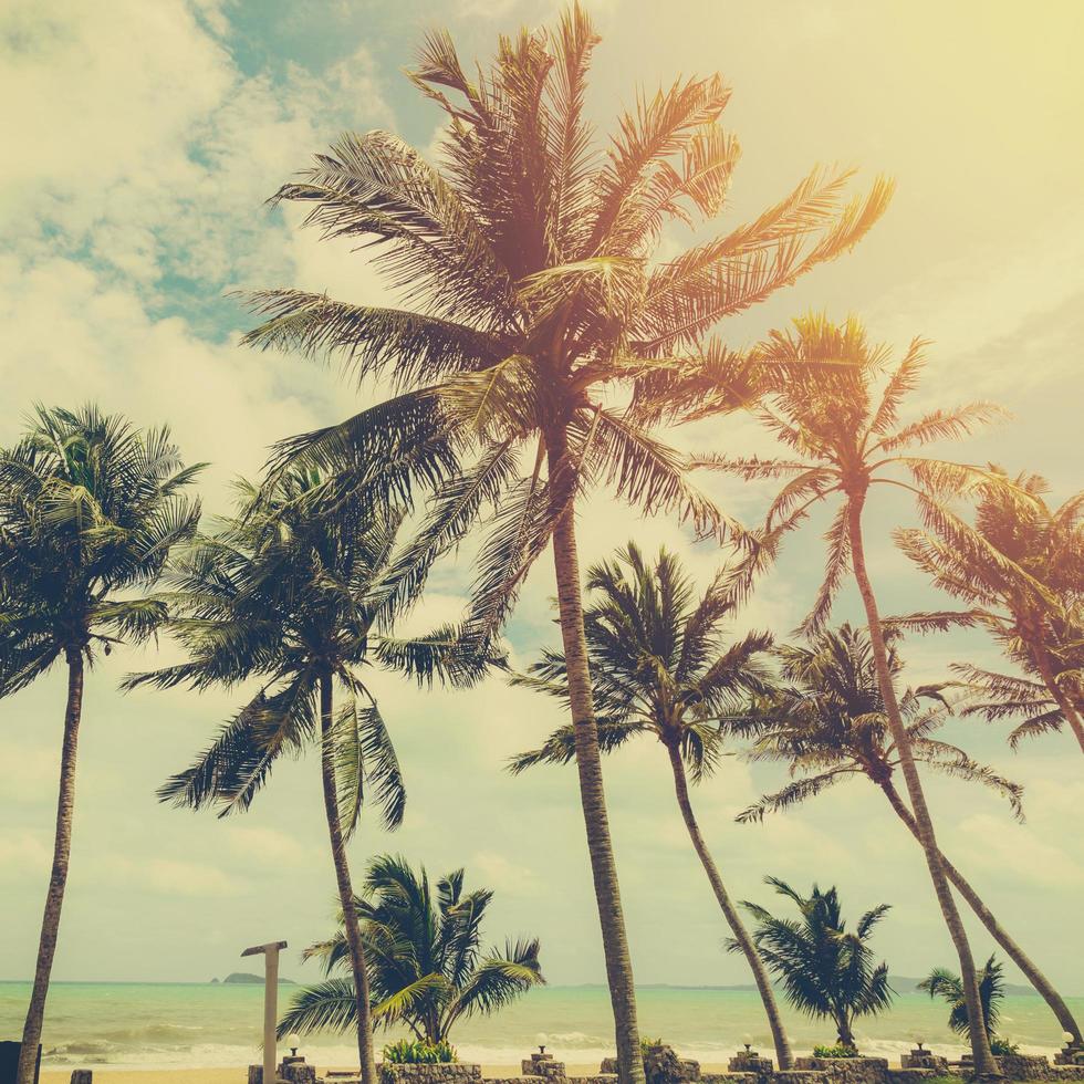 Coconut tree at tropical coast on beach with vintage tone photo