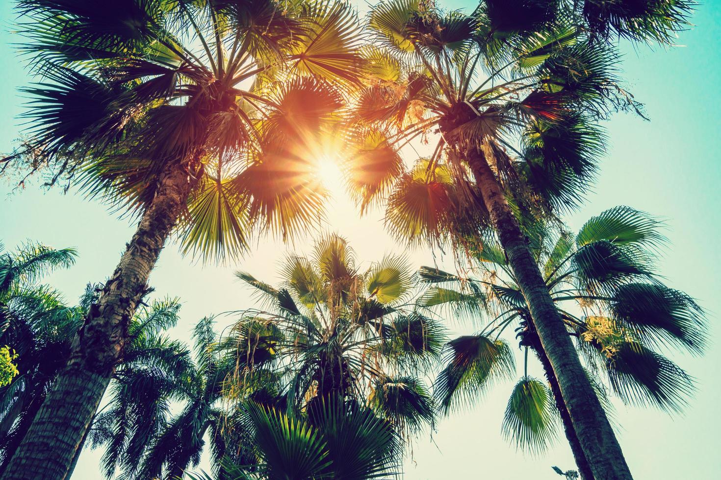 Coconut palm tree and blue sky with vintage filter. photo