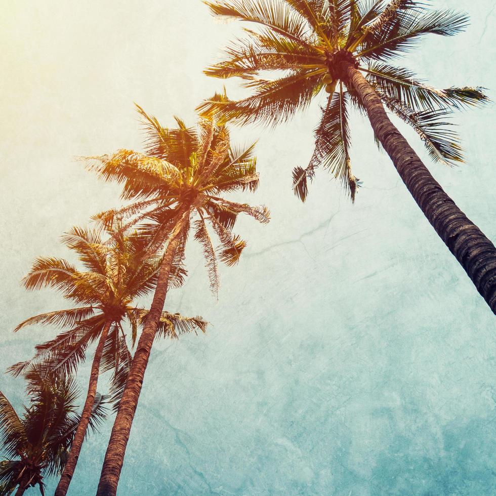 Coconut palm tree on beach in summer with vintage effect. photo