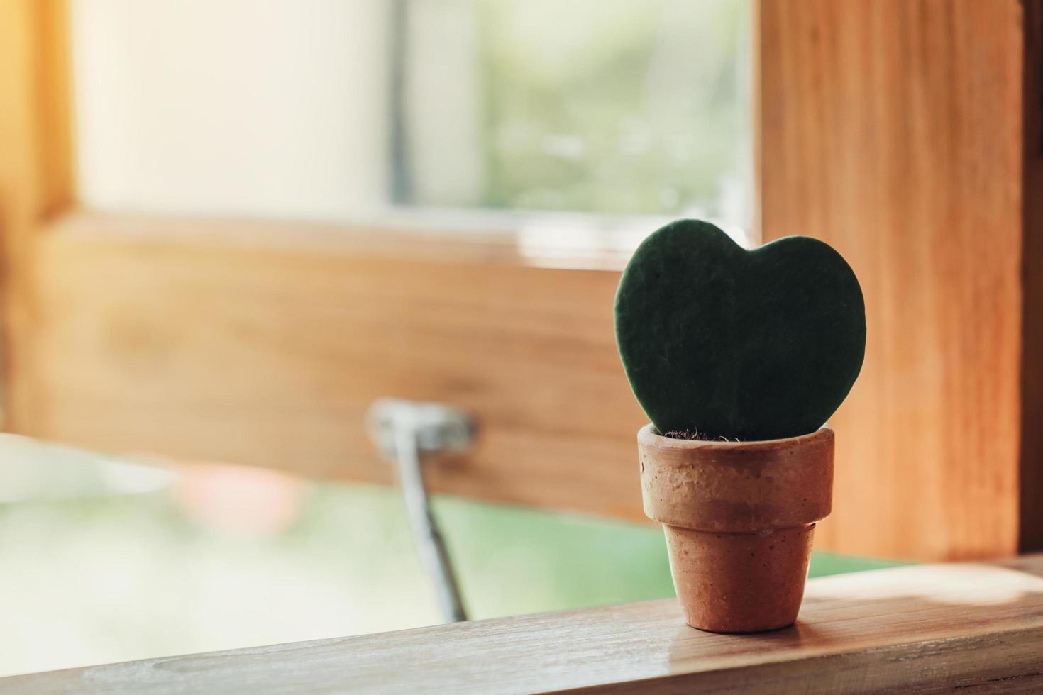 Hoya kerrii Craib in pot plant and Heart shaped plant for gift photo