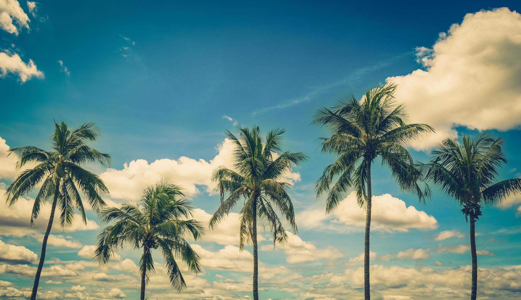 Coconut palm tree on blue sky background with vintage toned. photo