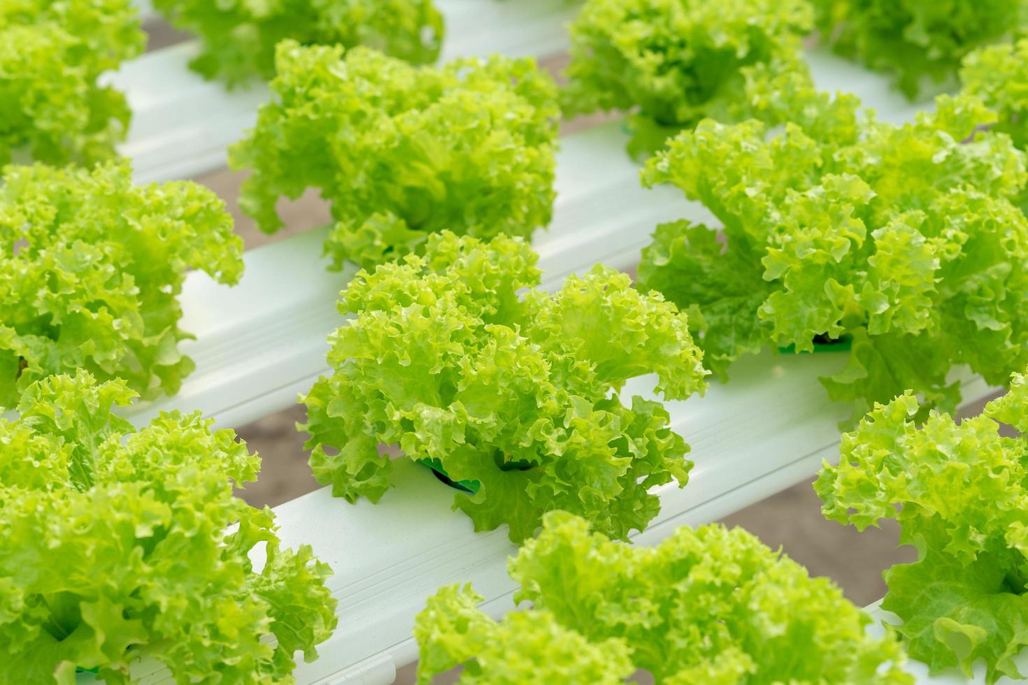 lechuga cultivo en hidropónico sistema con agua y fertilizante en riego foto