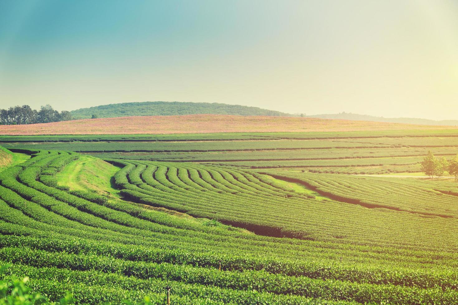 Green tea field and plantation in morning with sunlight. photo