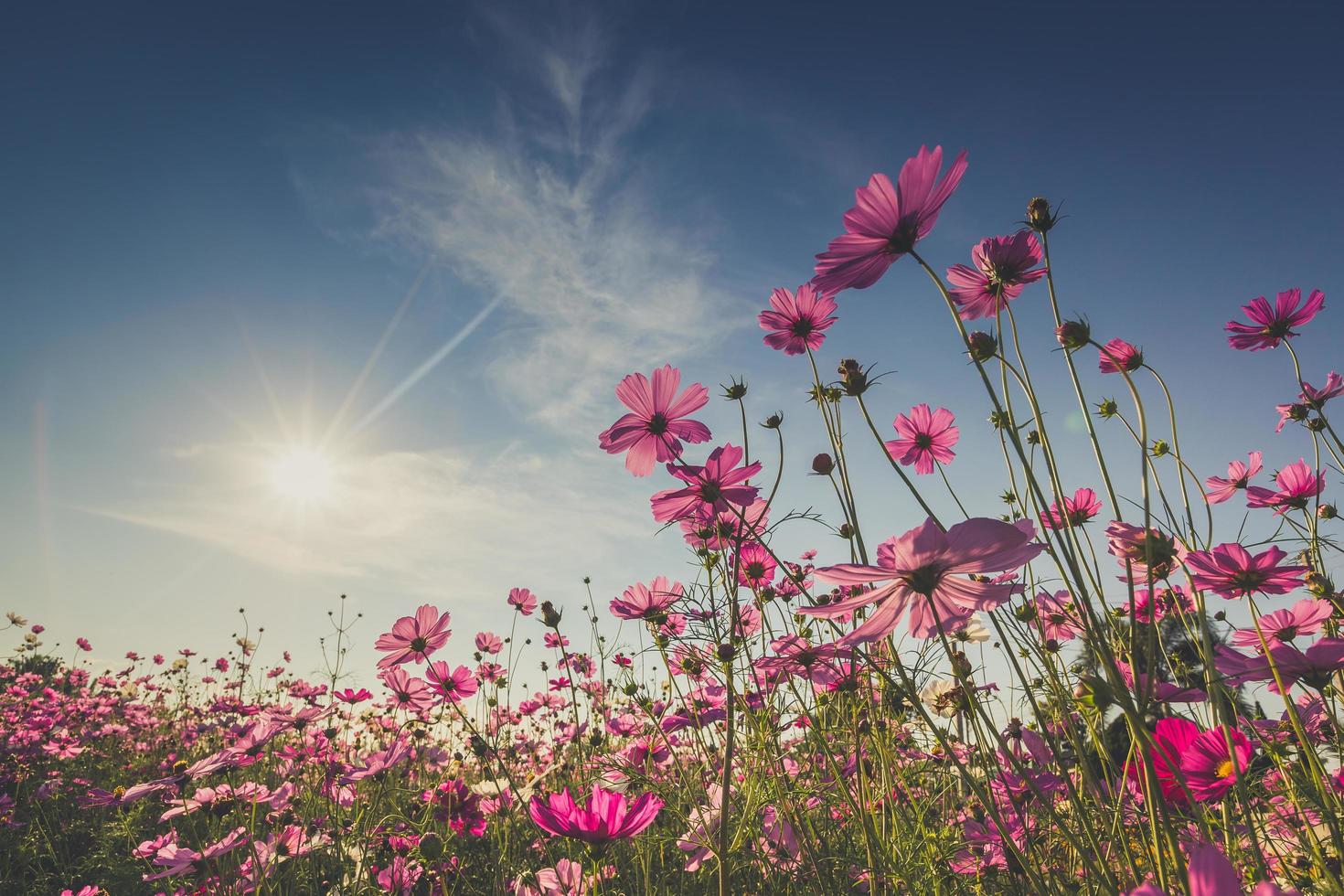 The beautiful cosmos flower in full bloom with sunlight. photo