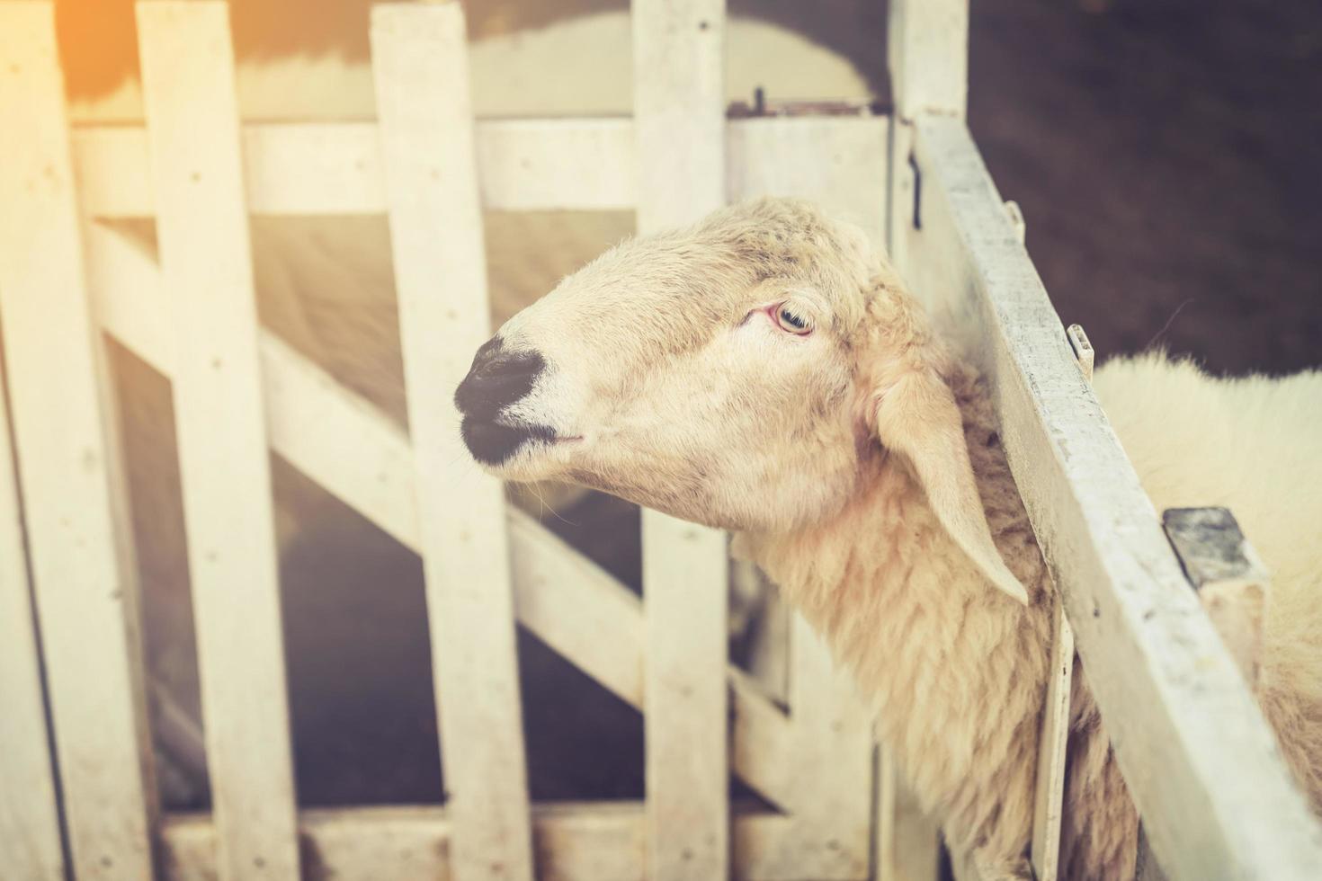 Cute funny happy sheeps at outdoor gerden nature field valley.vintage filtered image. photo