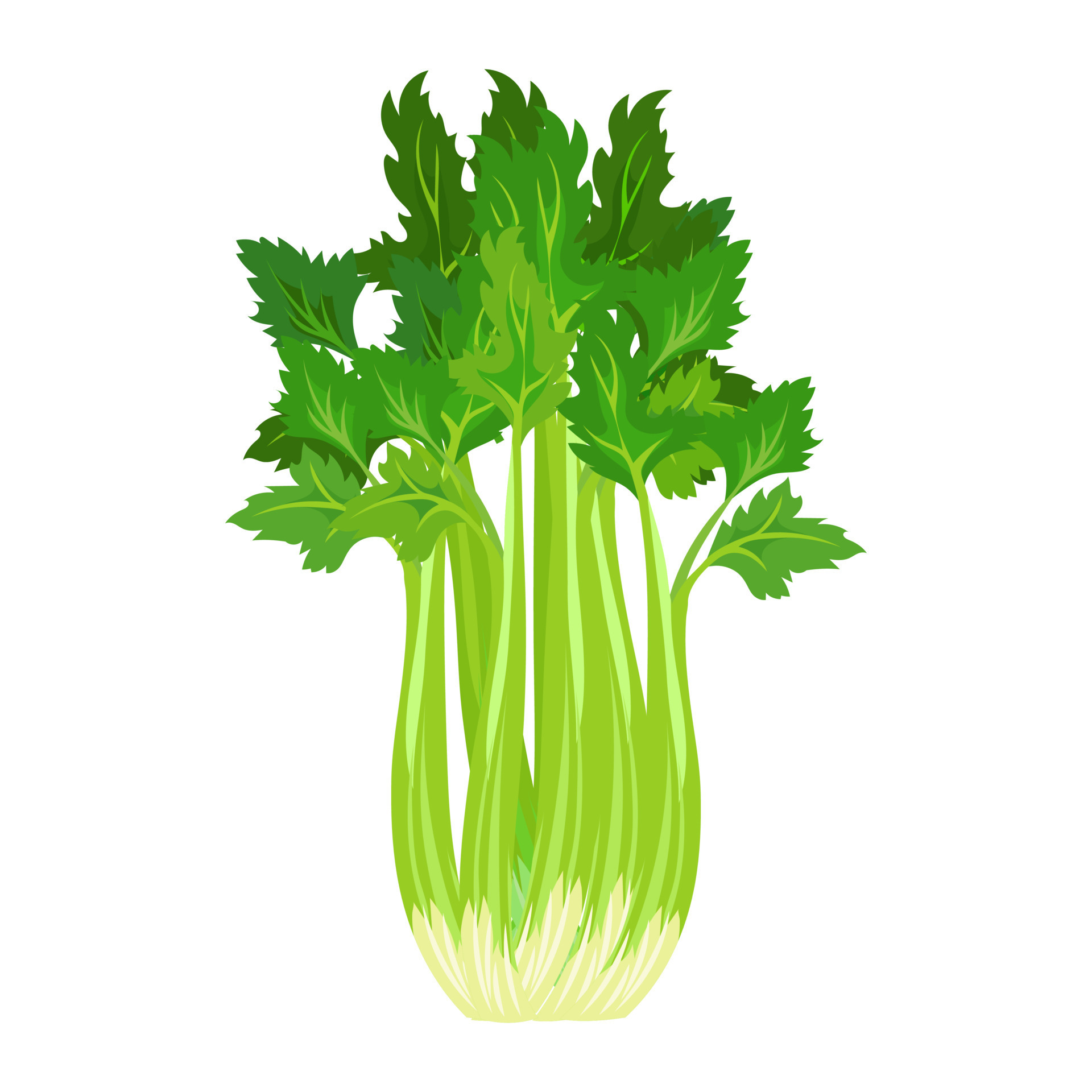 Fresh green celery on stalks with leaves, food. Botanical illustration