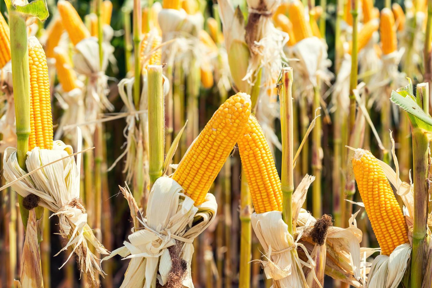 corn field on crop plant for harvesting photo