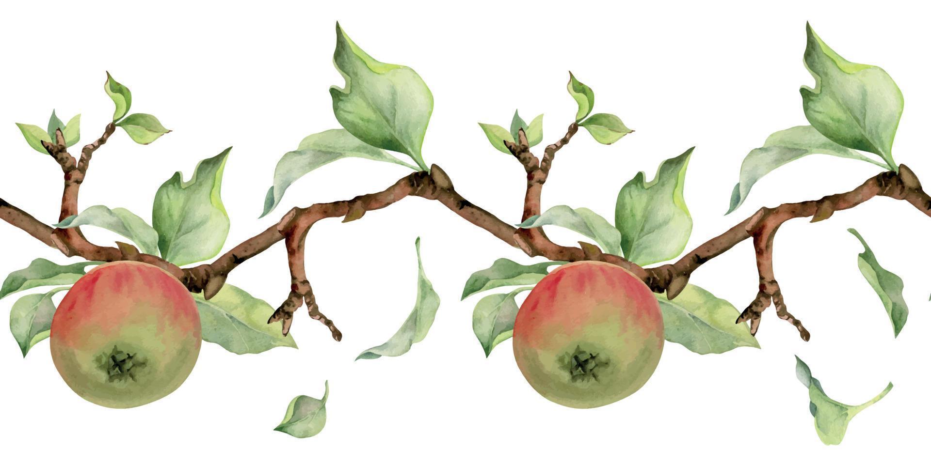 Hand drawn watercolor apple fruits, branches and leaves, red and green. Seamless horizontal banner. Isolated on white background. Design for wall art, wedding, print, fabric, cover, card. vector
