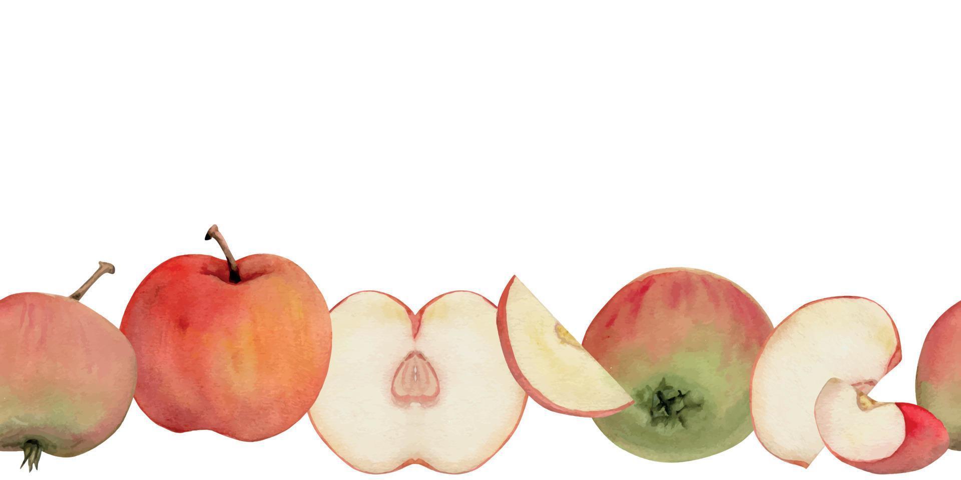 Hand drawn watercolor apple fruits ripe, full and slices, red and green color. Seamless horizontal banner. Isolated on white background. Design for wall art, wedding, print, fabric, cover, card. vector