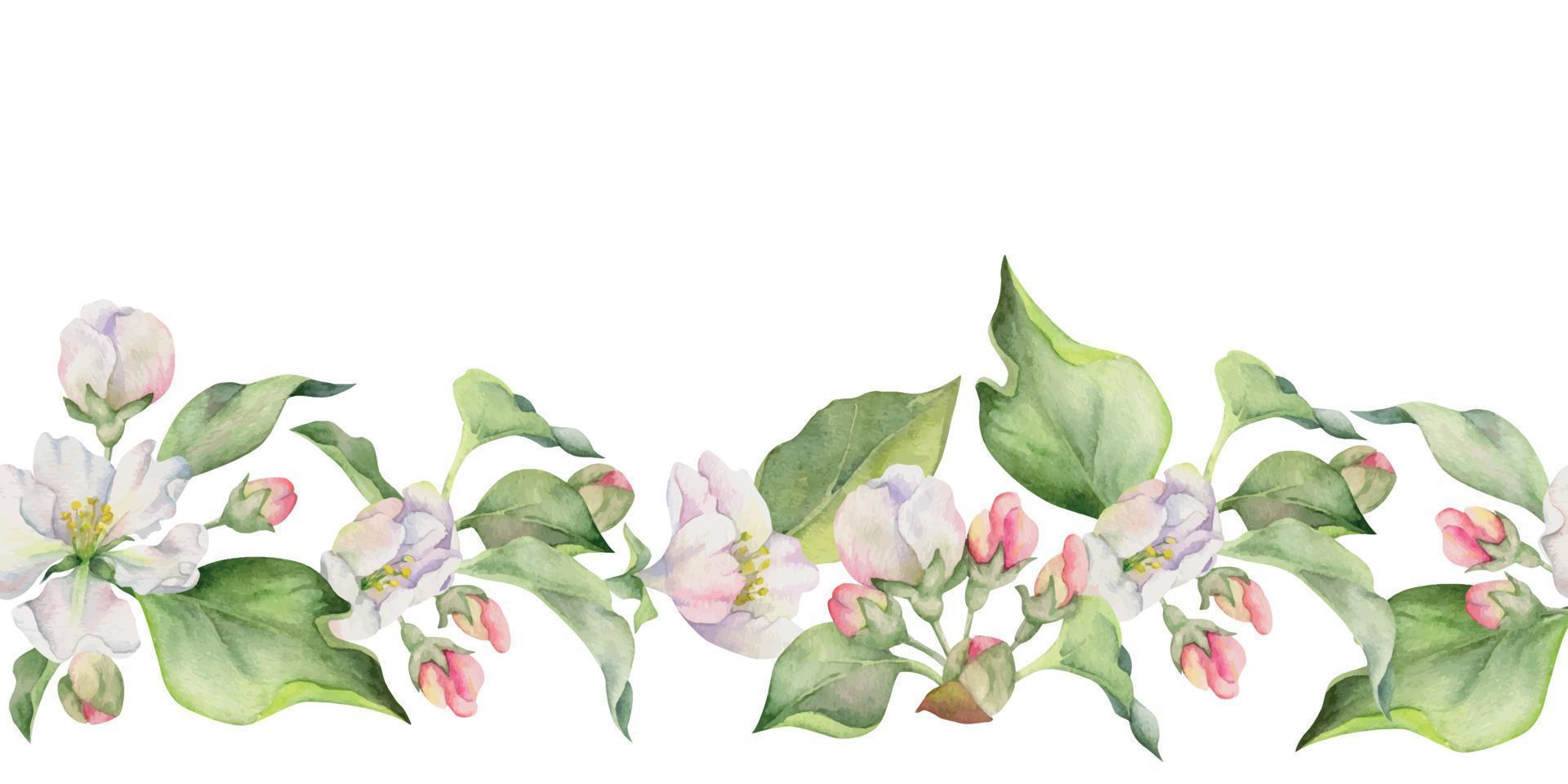 Hand drawn watercolor apple flowers and leaves, white, pink and green. Seamless horizontal banner. Isolated on white background. Design for wall art, wedding, print, fabric, cover, card. vector