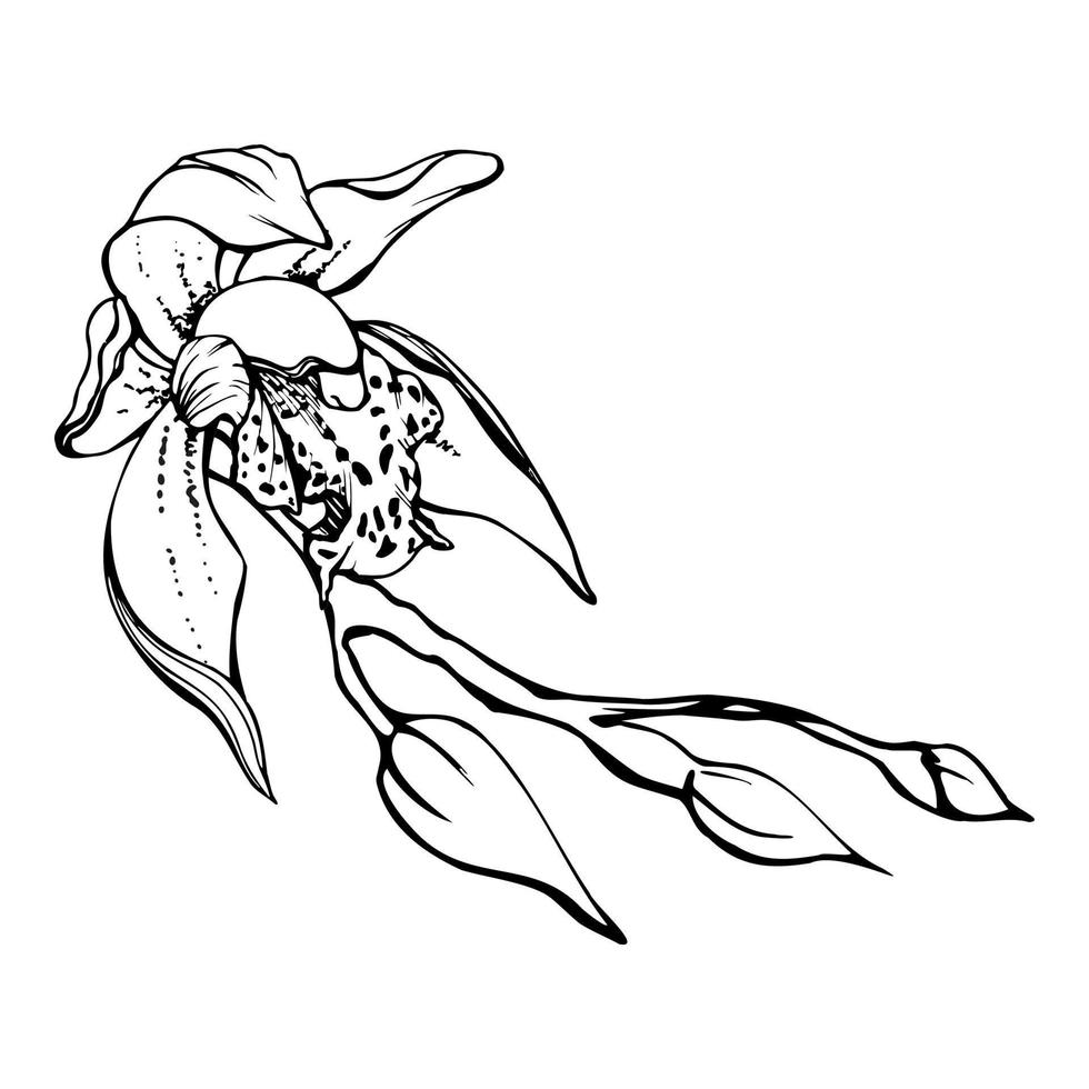 Hand drawn vector ink orchid flowers and branches, monochrome, detailed outline. Circle wreath composition. Isolated on white background. Design for wall art, wedding, print, tattoo, cover, card.