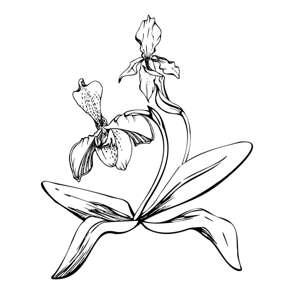 mano dibujado vector tinta orquídea flores y sucursales, monocromo, detallado describir. circulo guirnalda composición. aislado en blanco antecedentes. diseño para pared arte, boda, imprimir, tatuaje, cubrir, tarjeta.