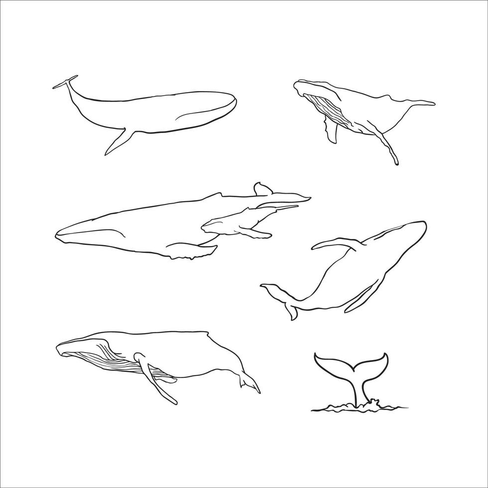 Whale outline hand drawn collection vector