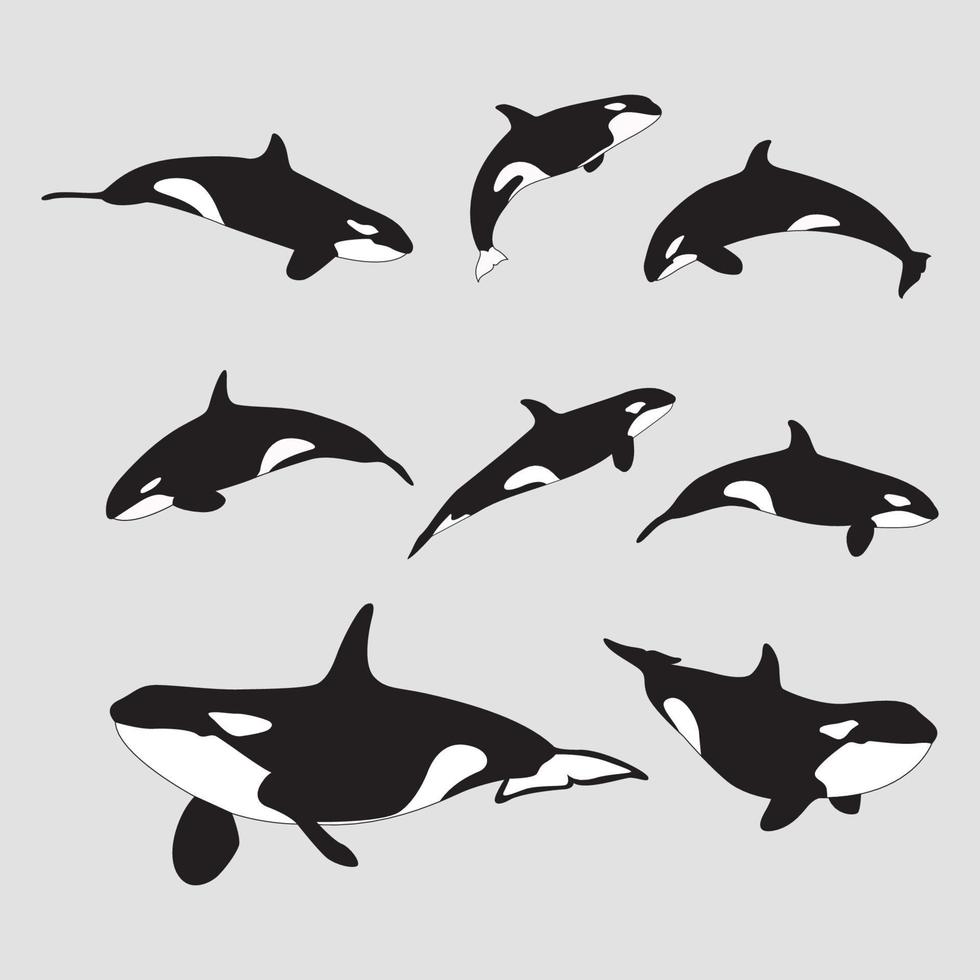 killer whale hand drawn collection vector