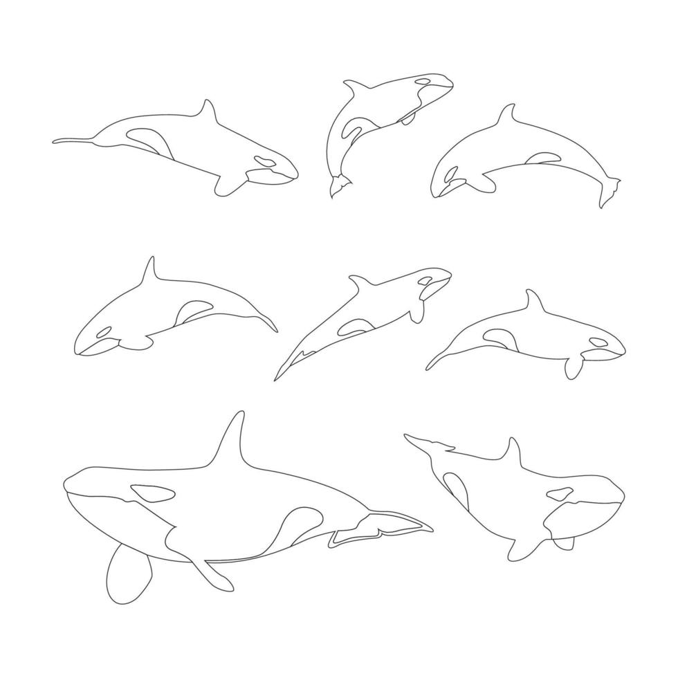 killer whale outline hand drawn collection vector