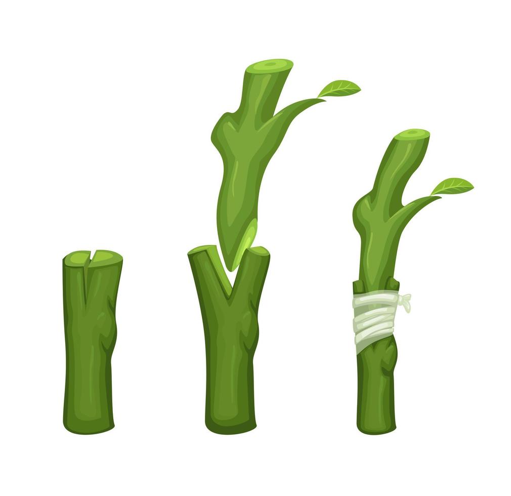 Plant grafting technique information illustration vector