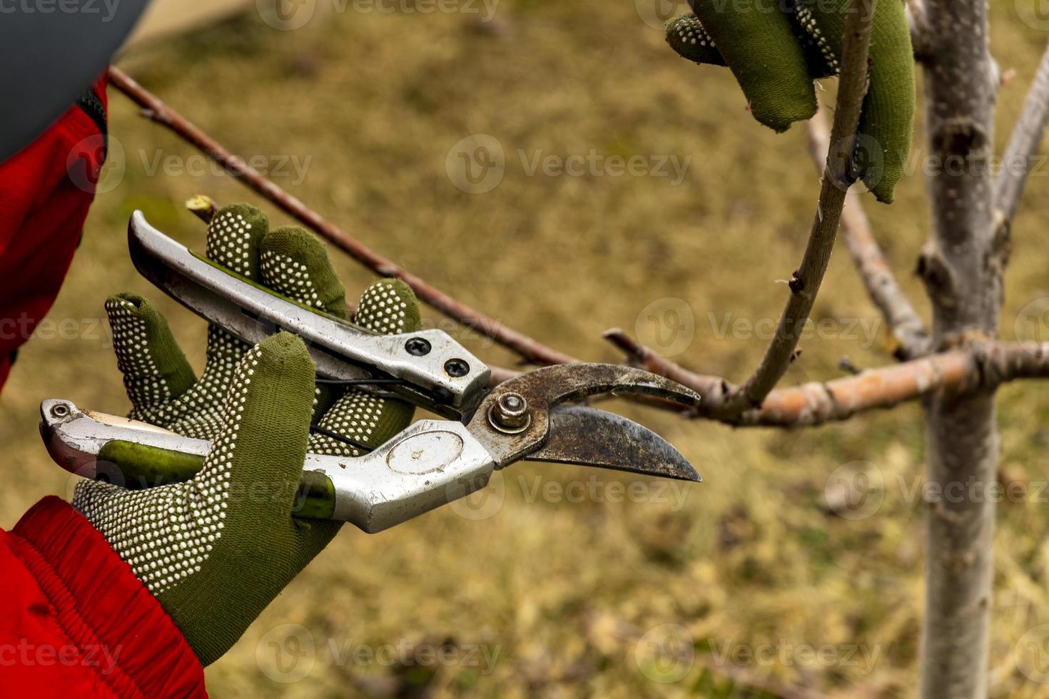 un jardinero ciruelas pasas Fruta arboles con un podador. de cerca. foto