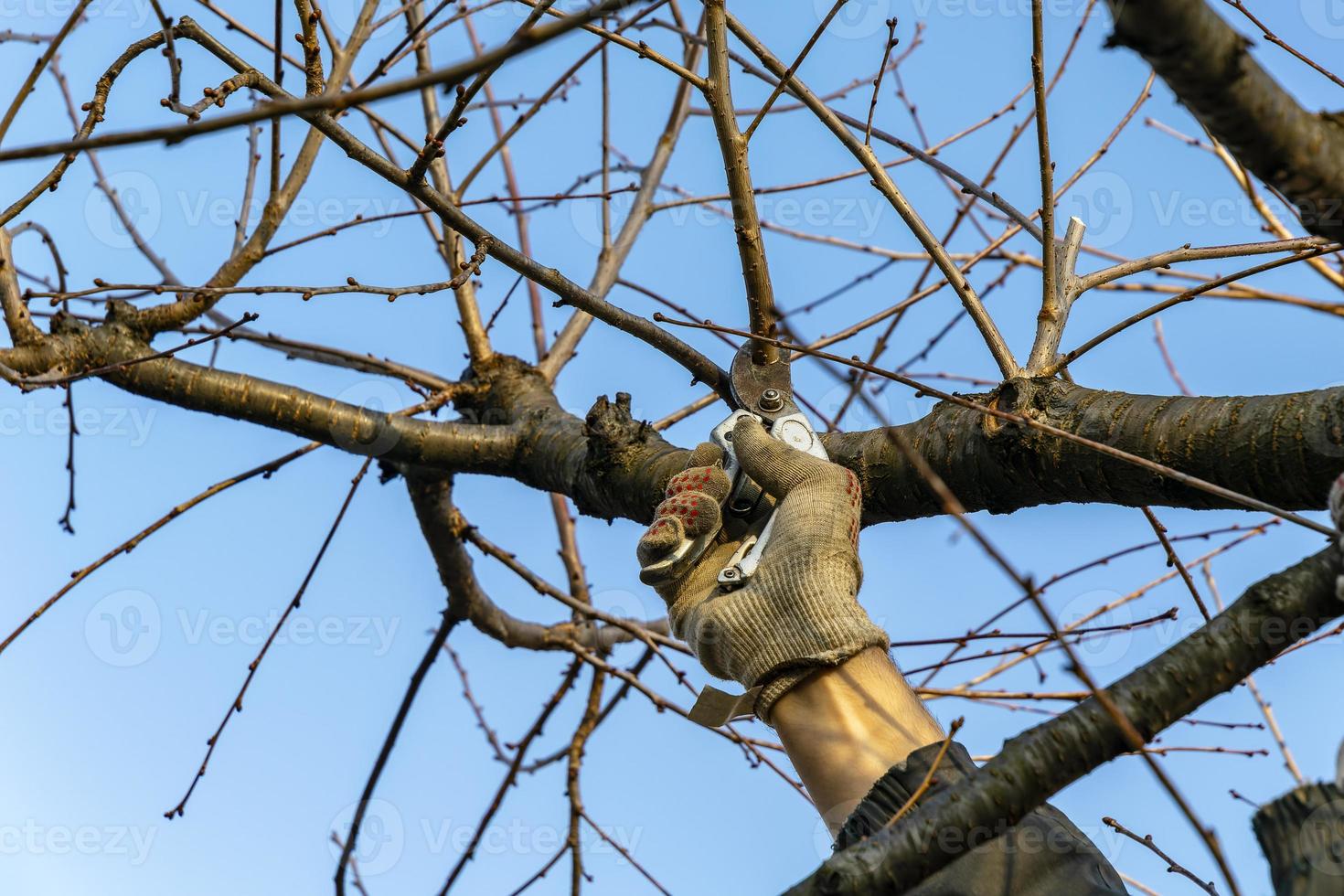 a gardener prunes fruit trees with pruning shears. A series of pictures photo