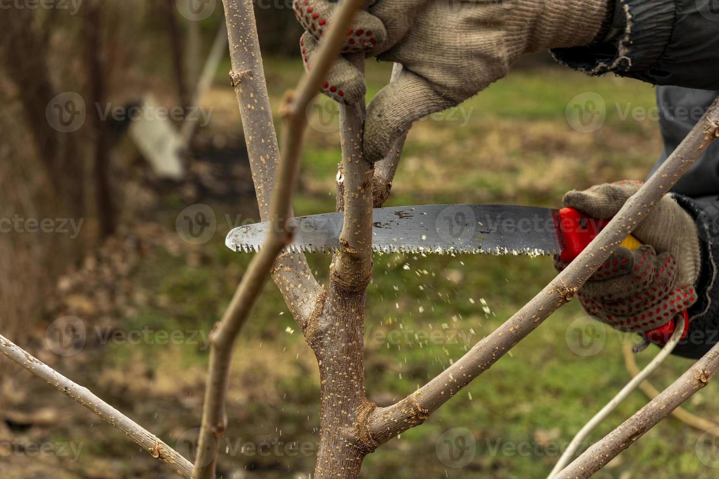 temporada poda de arboles el granjero mira después el huerta . foto