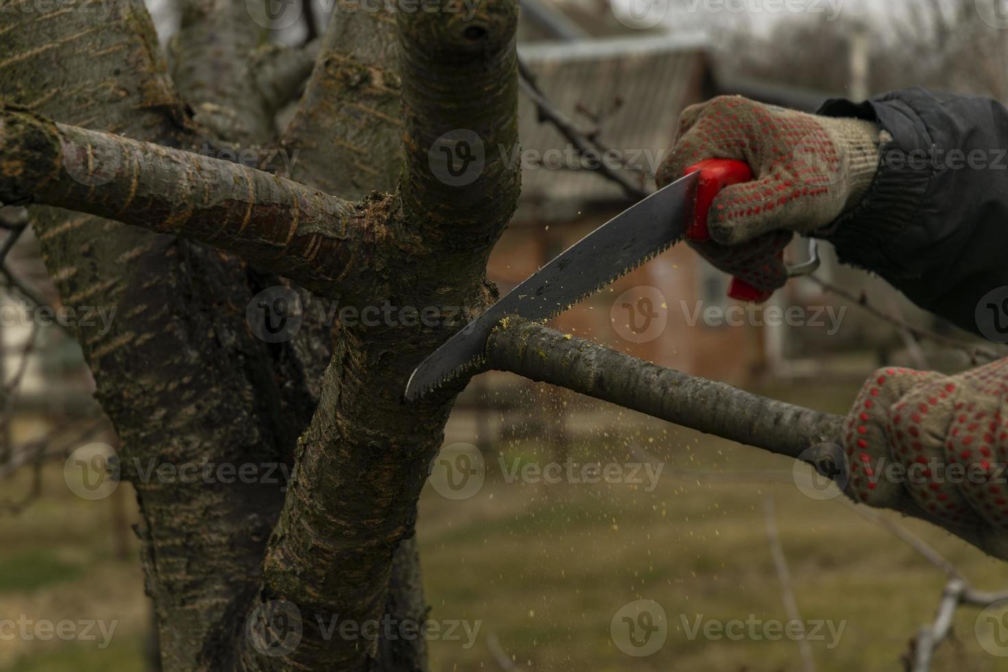 temporada poda de arboles el granjero mira después el huerta . foto