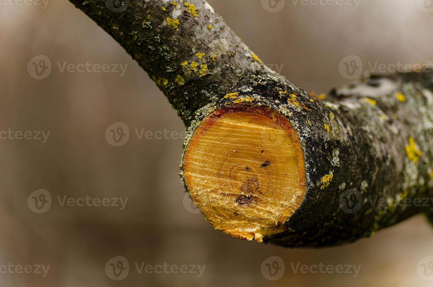 aserradura un grande árbol rama. sanitario poda de enfermo dañado sucursales. el concepto de cuidando para Fruta arboles en primavera y otoño. foto