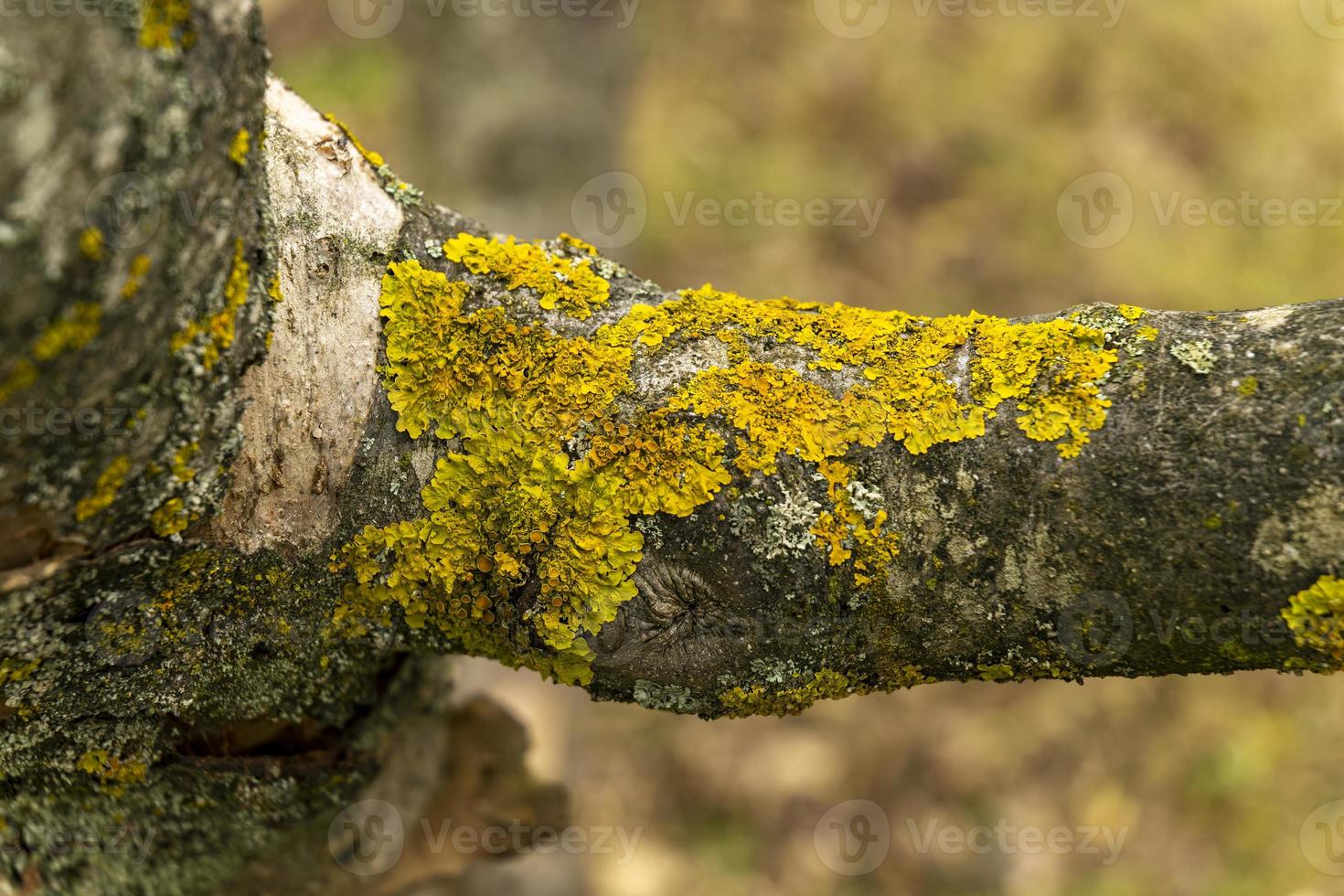 lichen on a tree branch lichen is a complex organism that arises from algae or cyanobacteria. photo