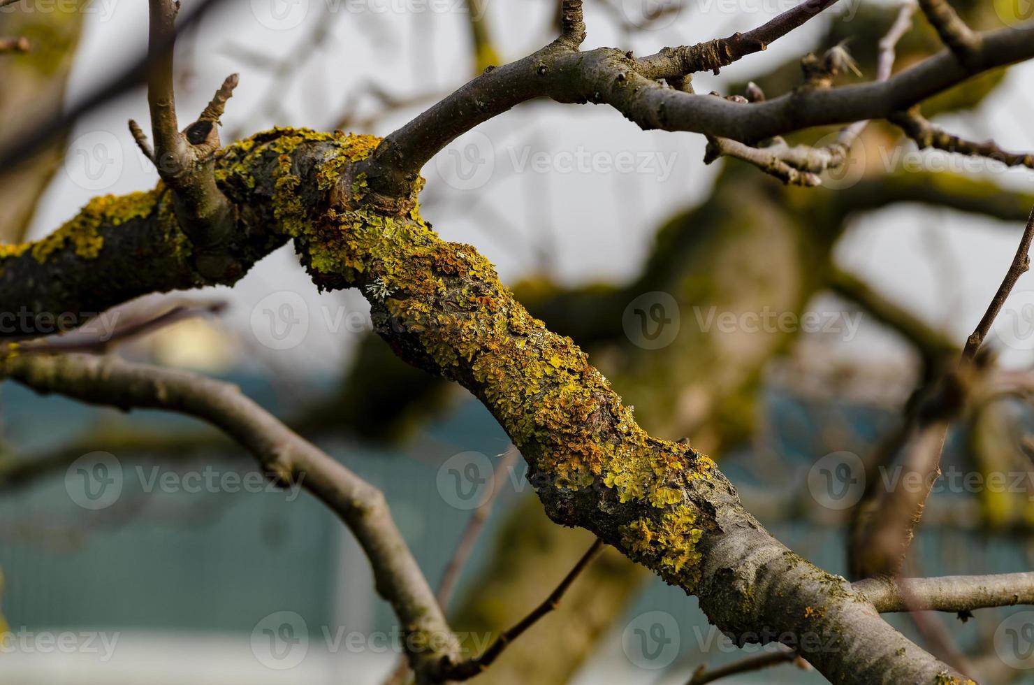 lichen on a tree branch lichen is a complex organism that arises from algae or cyanobacteria. photo