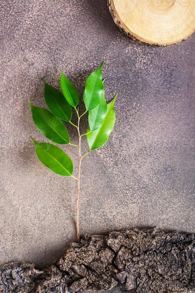 Branch with leaves on the bark of a tree on brown. The concept of protecting nature. Vertical view photo