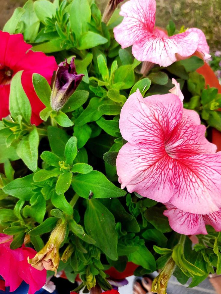 Petunia Flowers Free Photo