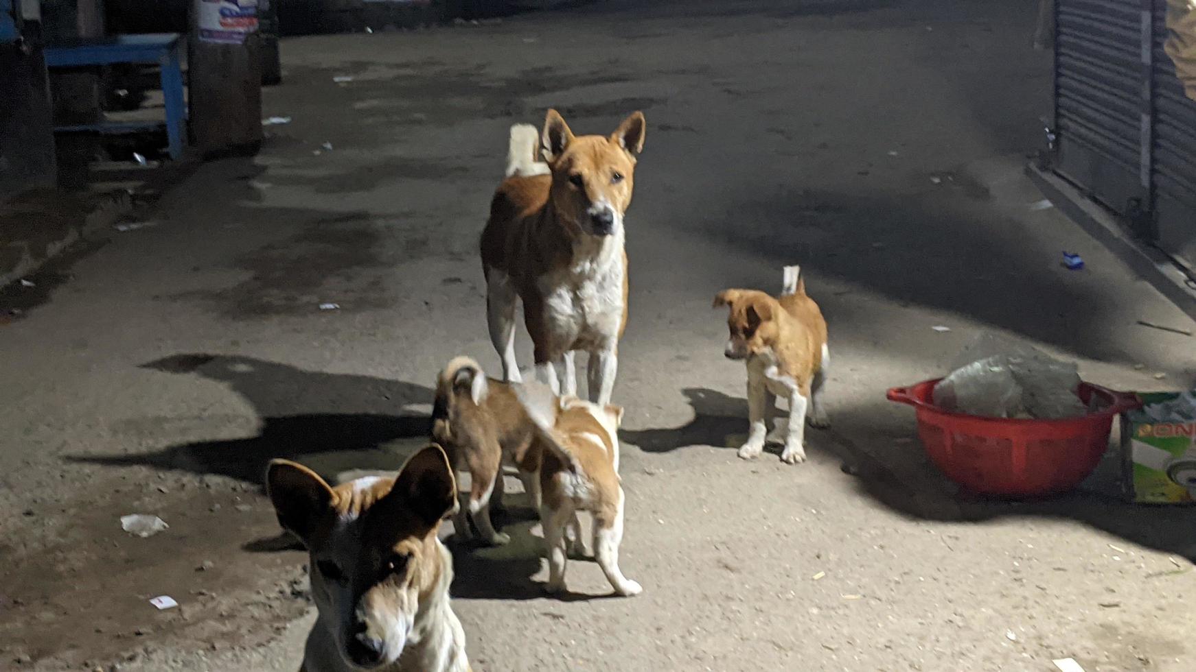 perro con algunos bebé perro foto