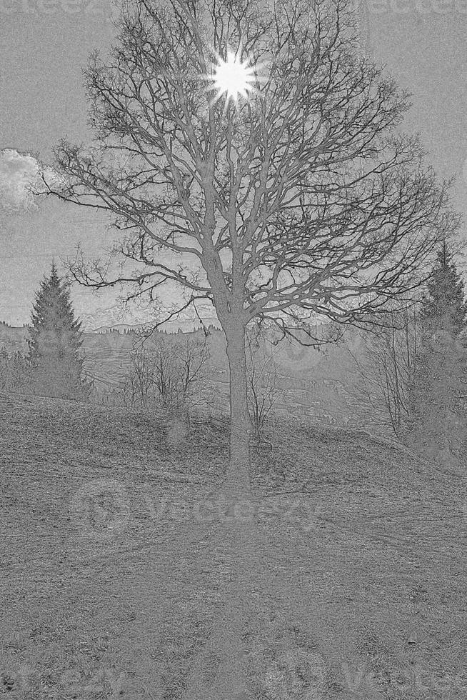 Bare branchy tree and bright sun above engraving hand drawn sketch photo