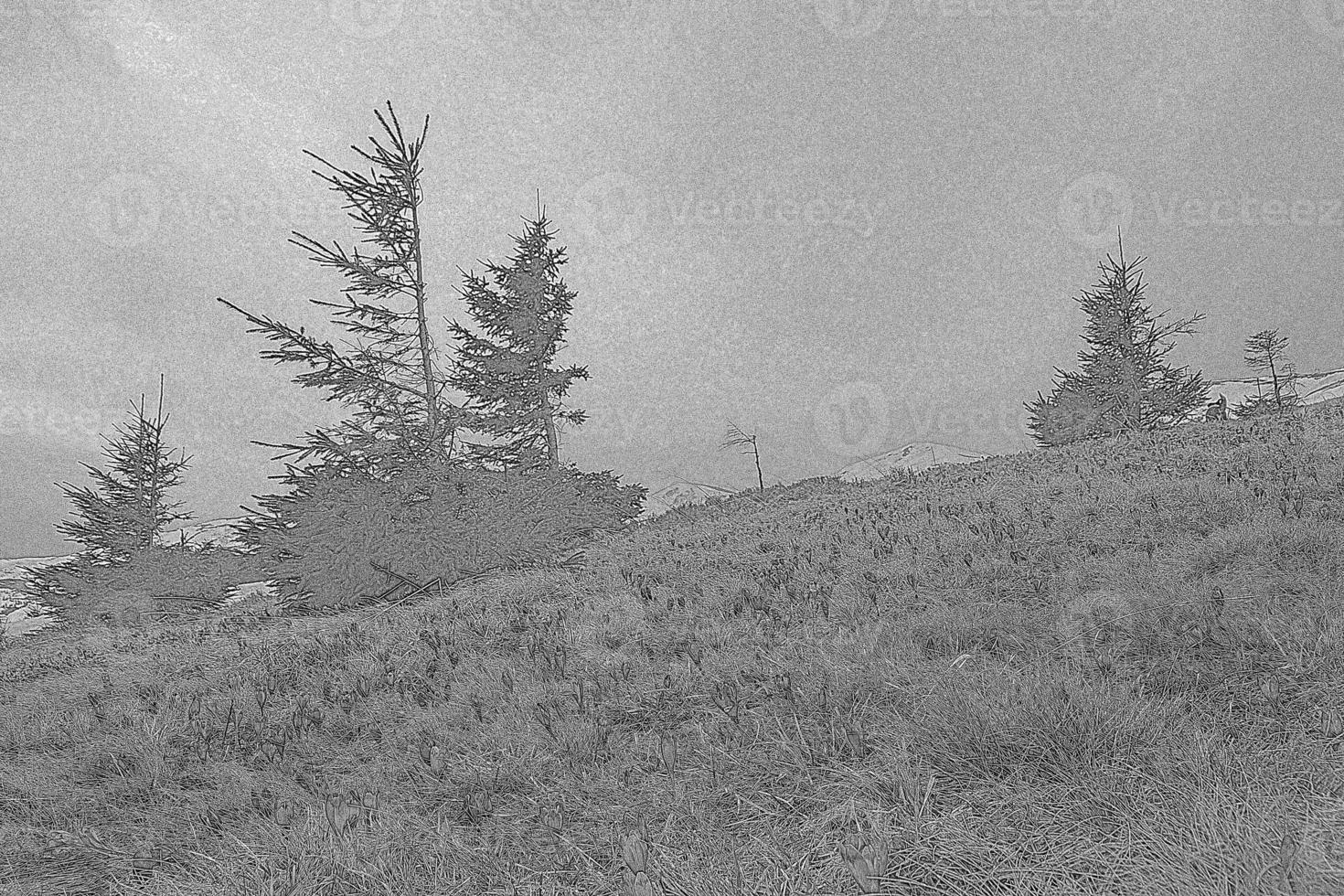Flowering crocus hill with lonely spruce trees engraving hand drawn sketch photo