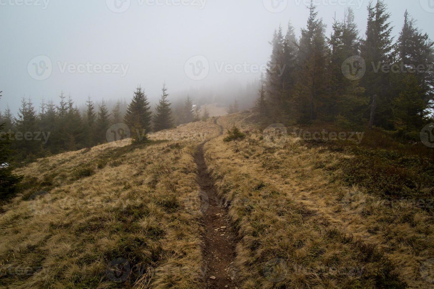 Trekking path through spruce forest landscape photo