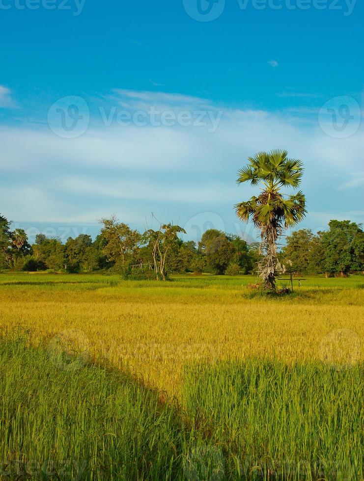 Rice field in morning view, Laos photo