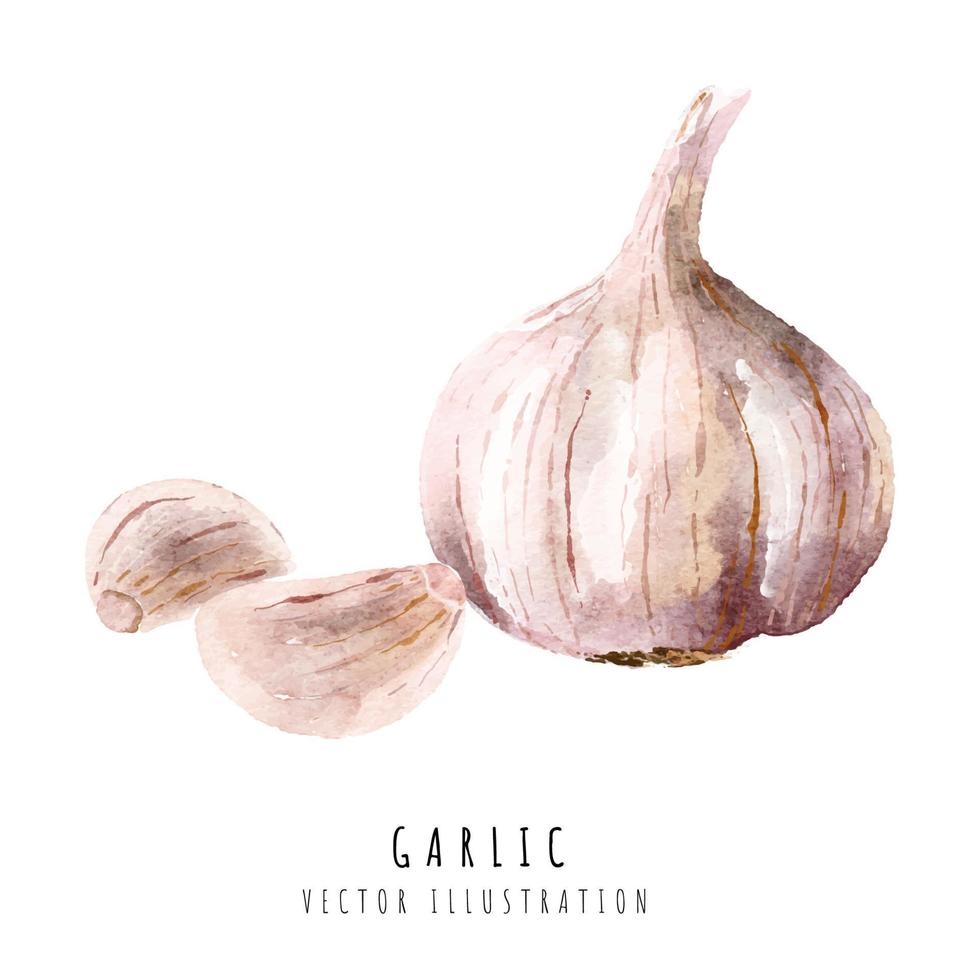 Garlic hand drawn watercolor painting isolated on white background vector
