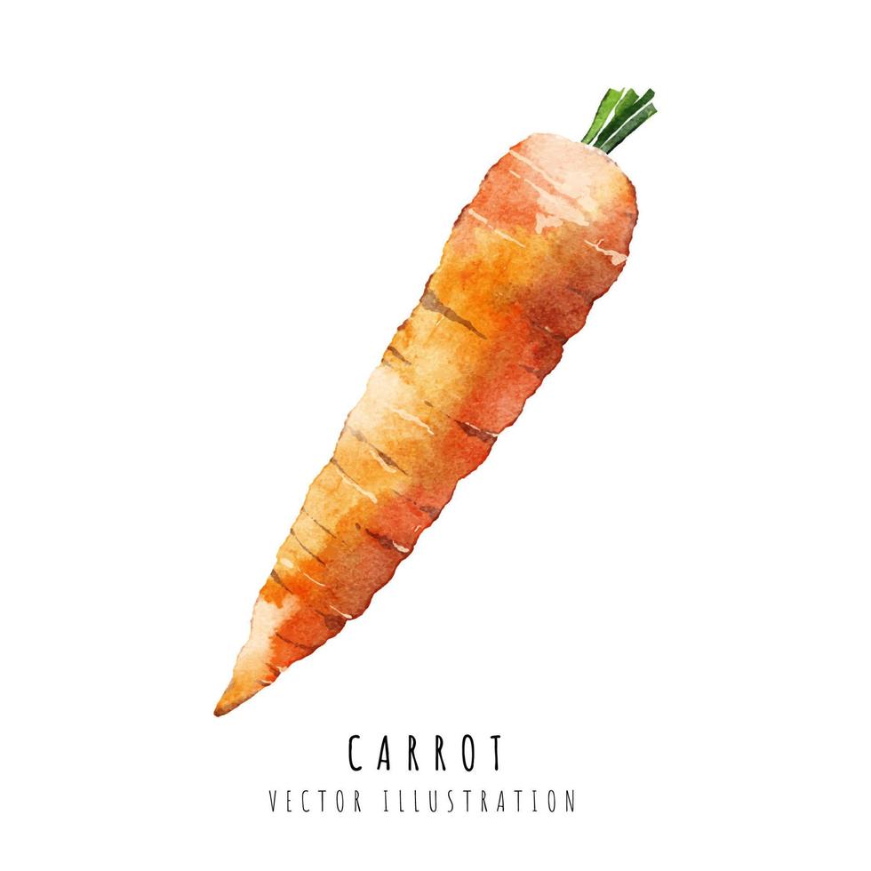 Carrot hand drawn watercolor painting isolated on white background vector