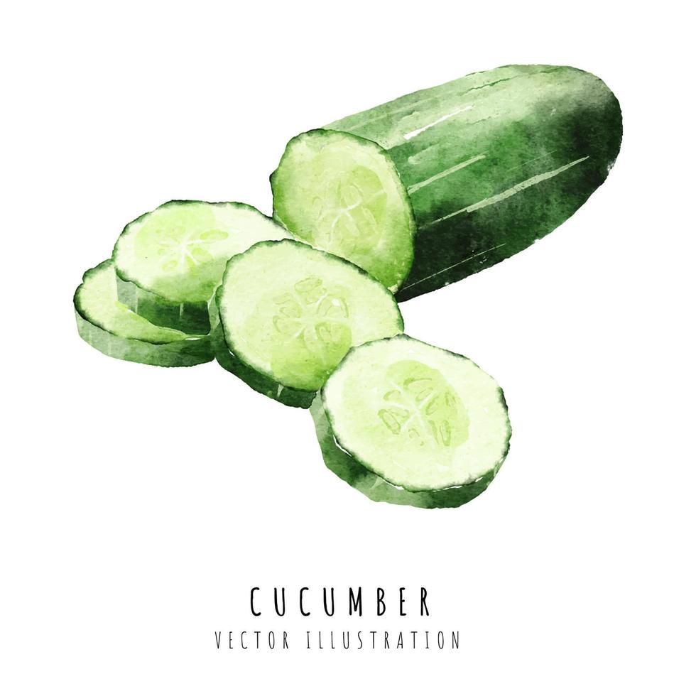 Cucumber slice hand drawn watercolor painting isolated on white background vector