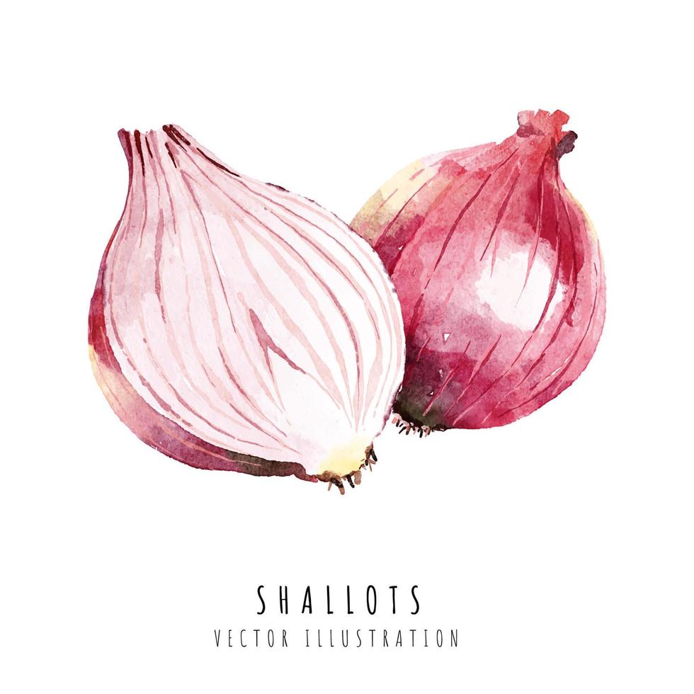 Shallots hand drawn watercolor painting isolated on white background vector
