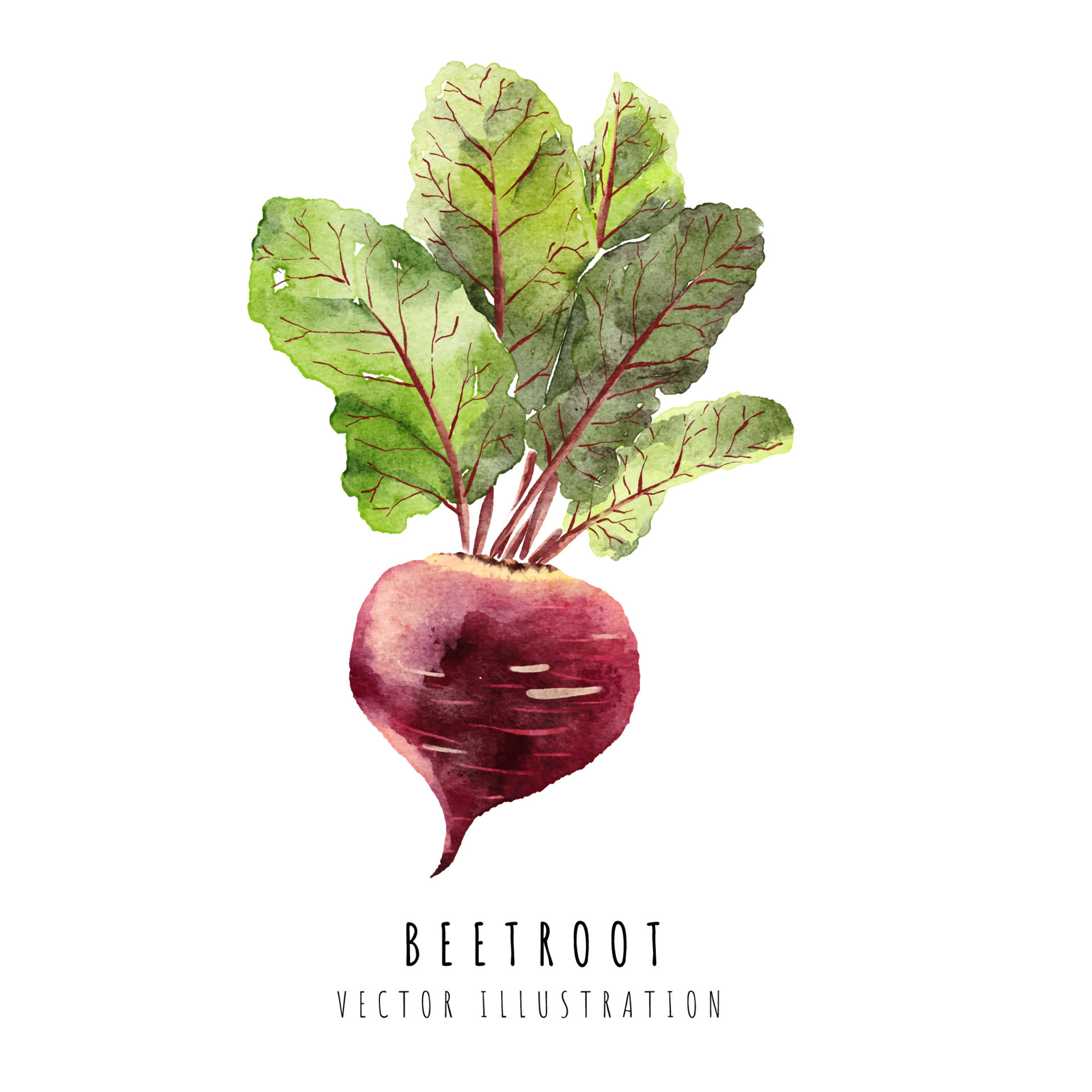 Beetroot hand drawn watercolor painting isolated on white background
