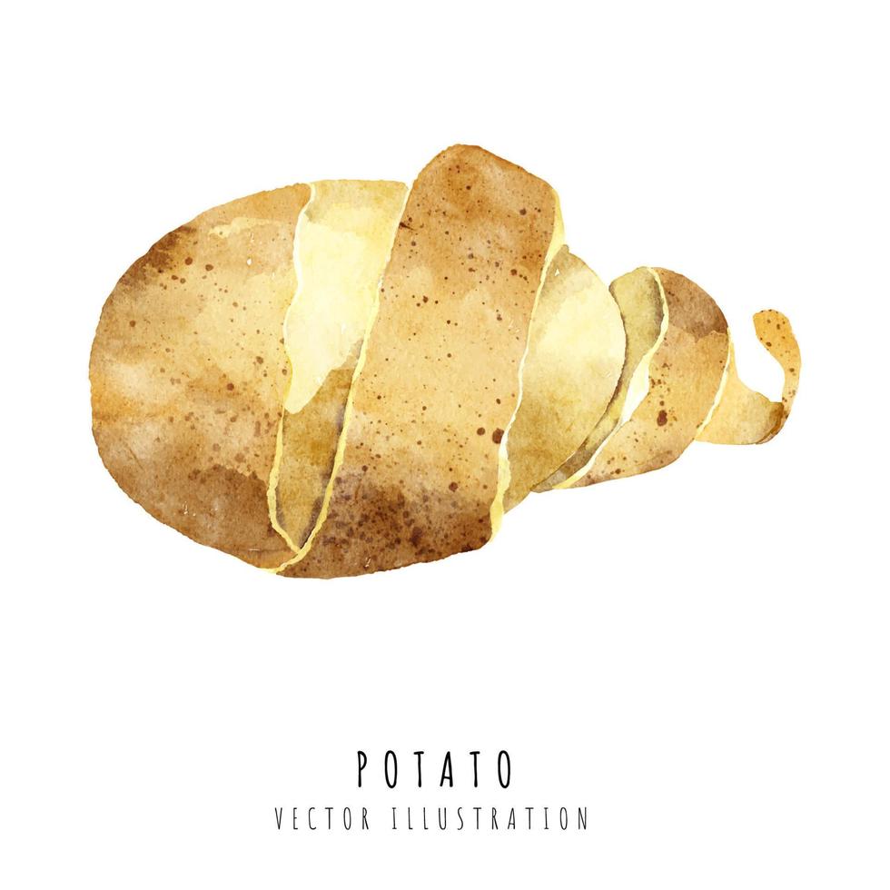 Potato hand drawn watercolor painting isolated on white background vector