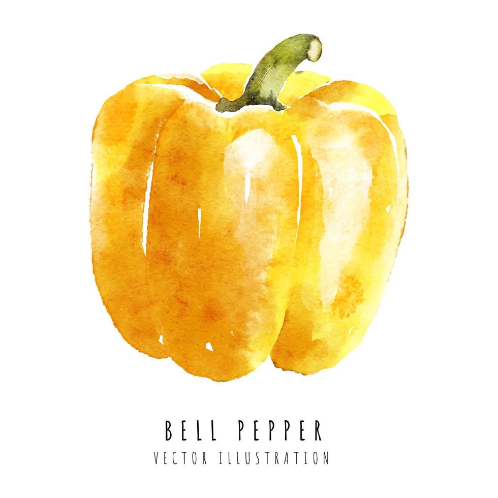 Yellow bell Pepper hand drawn watercolor painting isolated on white background vector