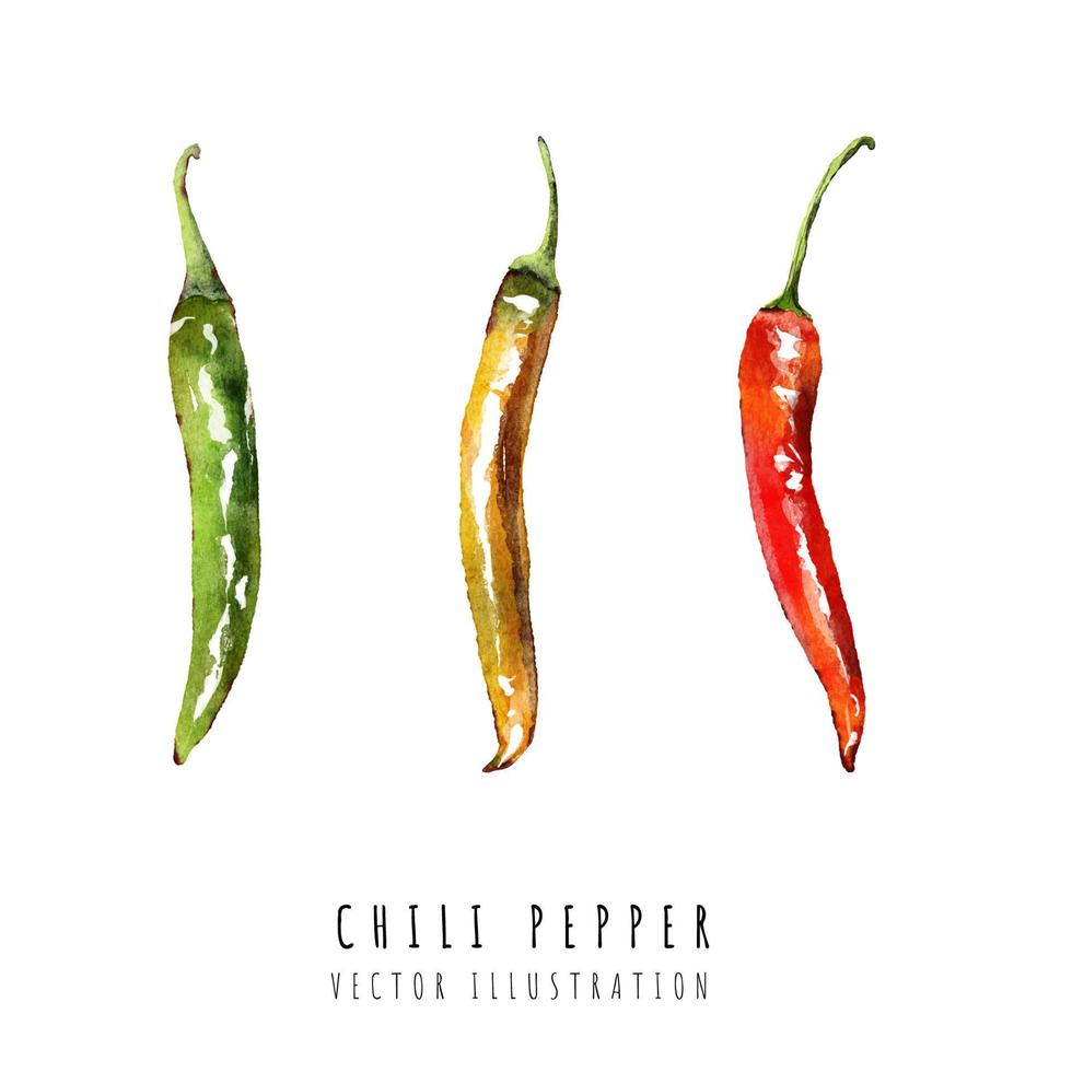 Set of chili pepper hand drawn watercolor painting isolated on white background vector