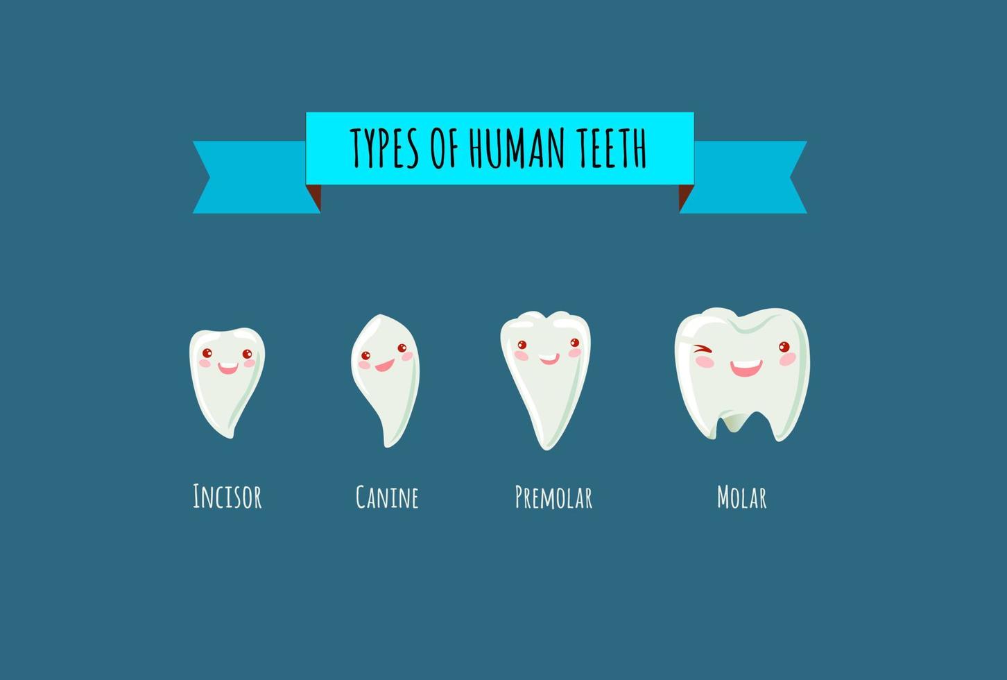 Vector illustration of tooth types. Collection of kawaii various healthy human teeth.