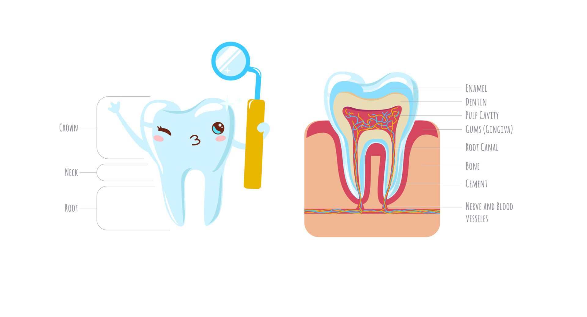 Tooth anatomy. tooth structure. Cute tooth and cut isolated on white