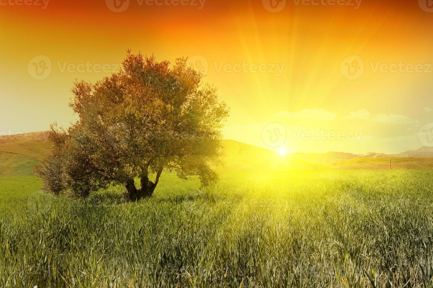 amanecer y aceituna árbol foto